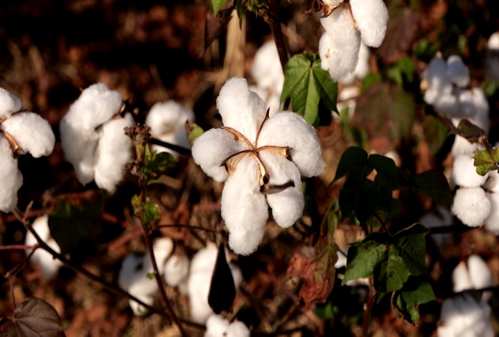Louisiana cotton acreage expected to shrink